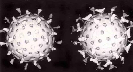 Rotavirus_with_antibody