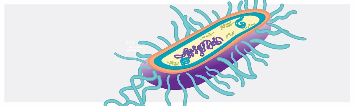 The Usual Suspects: The Microorganisms that Cause HAIs