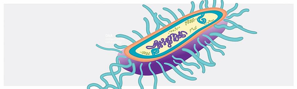 The Usual Suspects: The Microorganisms that Cause HAIs