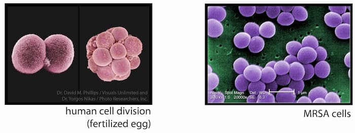 bacteria_human_cell_division
