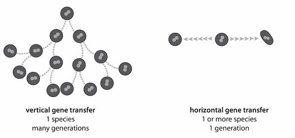 horizontal_and_vertical_gene_transfer