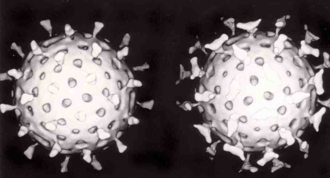 Rotavirus_with_antibody