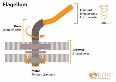 Flagellum diagram