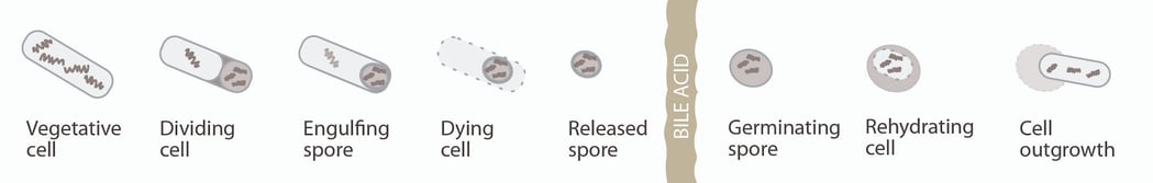 C. Diff: The Perfect Storm