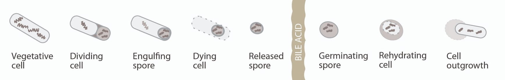 C. Diff: The Perfect Storm