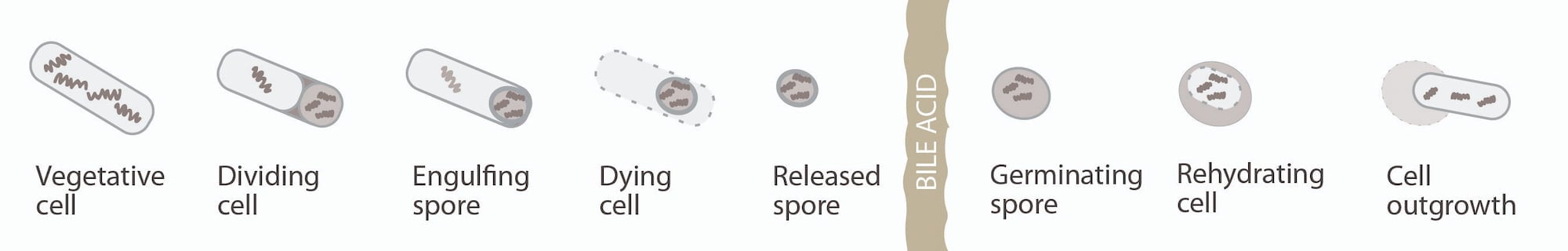 C. Diff: The Perfect Storm