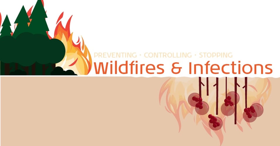 Wildfires & Infection