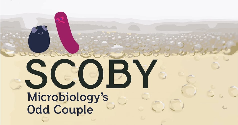 SCOBY Odd Couple