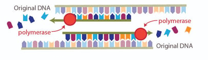 ExtendingPCR-01-1