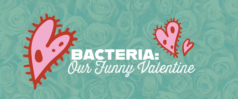 Bacteria: Our Funny Valentine