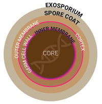 CDIFF CROSSSECTION