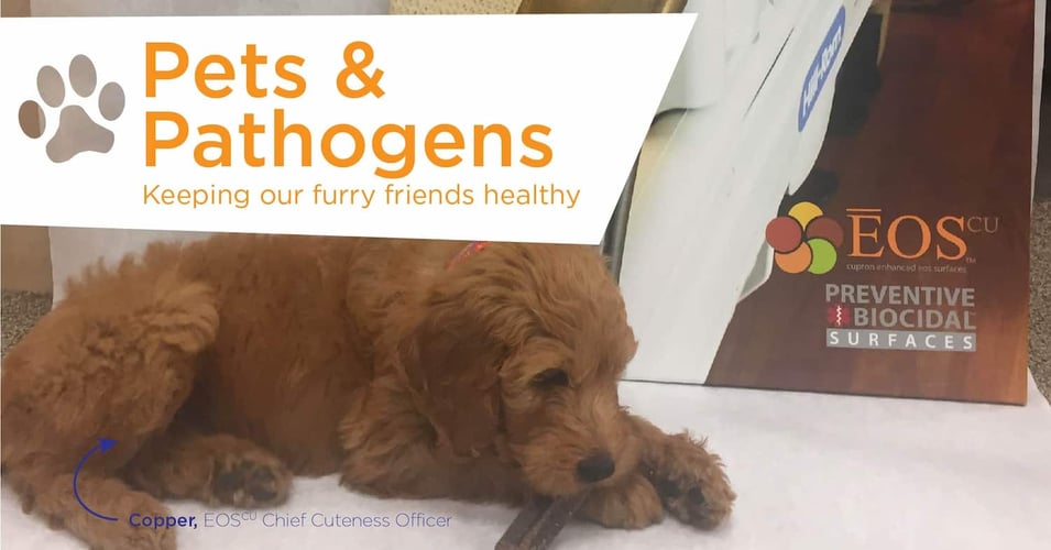 Pets and Pathogens: Keeping Our Furry Friends Healthy