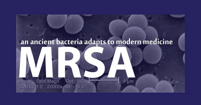 MRSA history