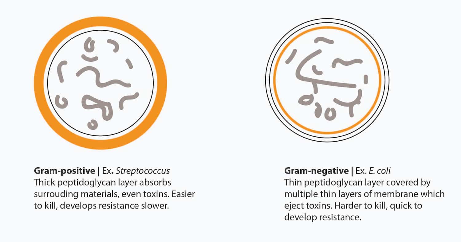 Gram Positive vs Gram Negative Bacteria and the Fight Against HAIs